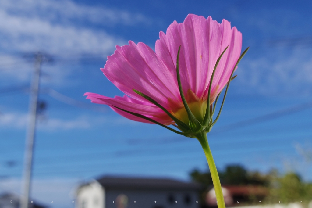 Cosmos