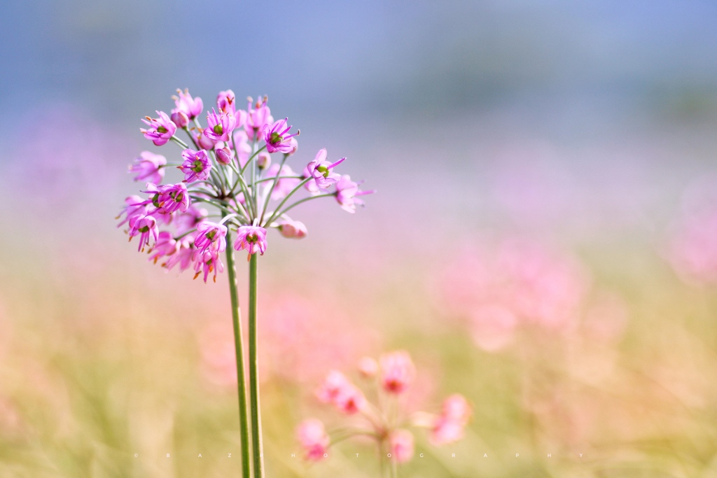 らっきょうの花