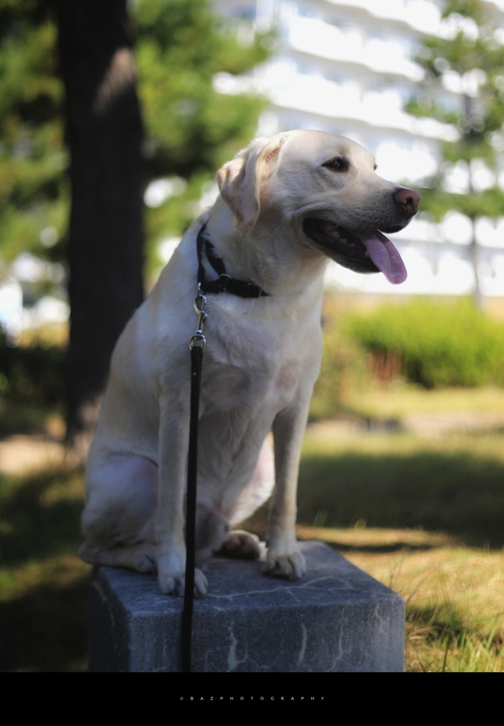 忠犬バディ公