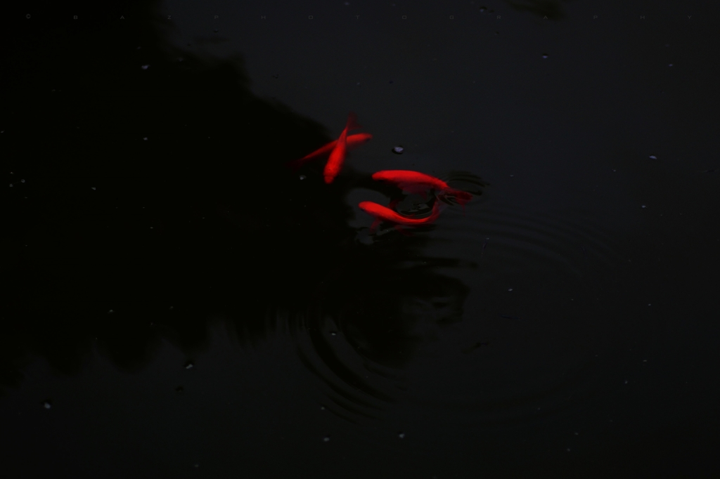 紅