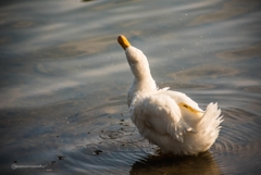 Bathing