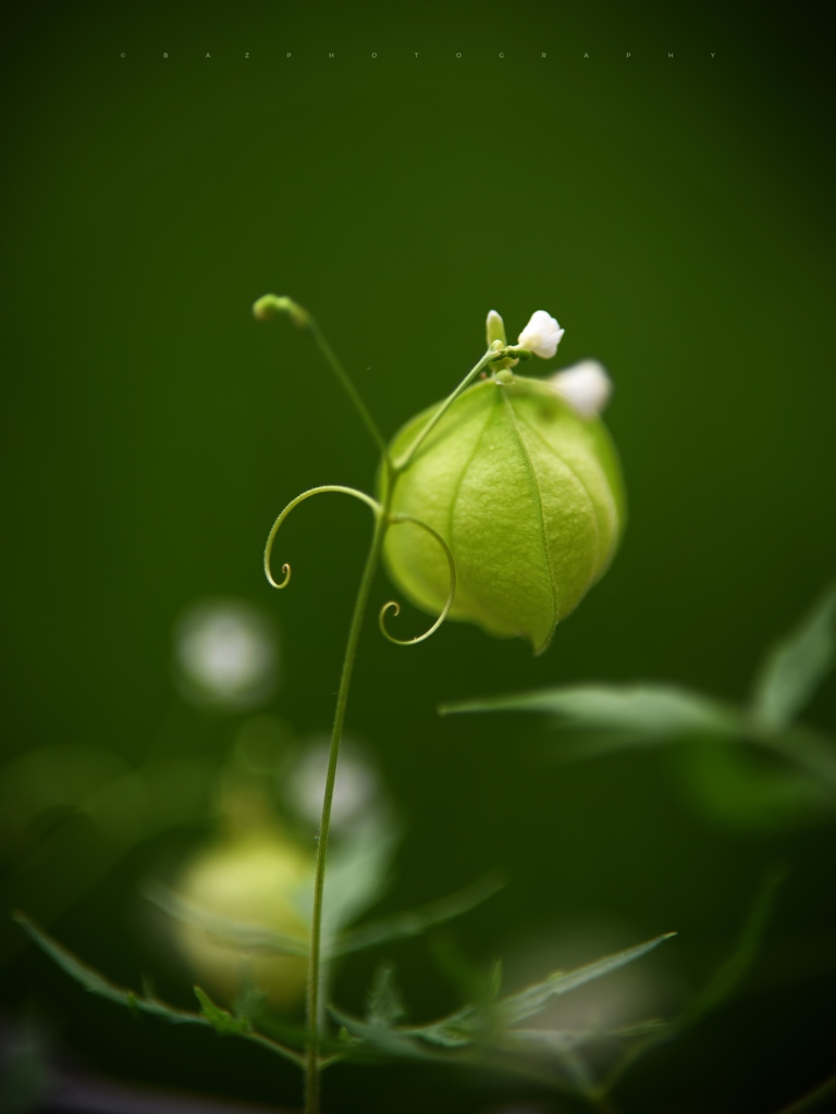 Balloon Vine