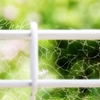Spider Web