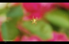 Spider