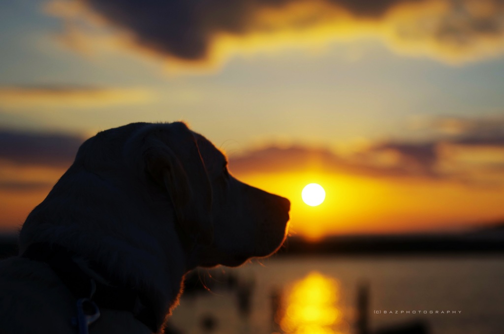 Buddy and sunset
