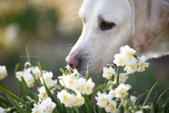 The scent of spring