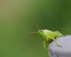visitor at the backyard