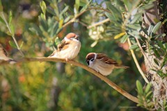 Little Sparrows