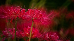 Red Spider Lily