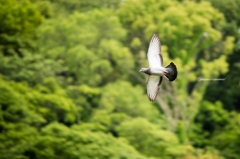 Spread your wings