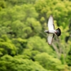 Spread your wings