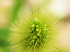 Foxtail