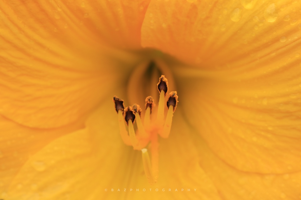 Point of view