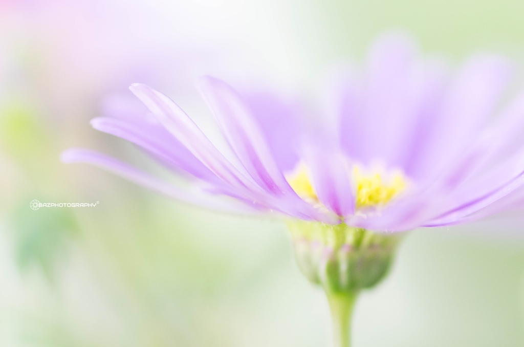 Swan River Daisy