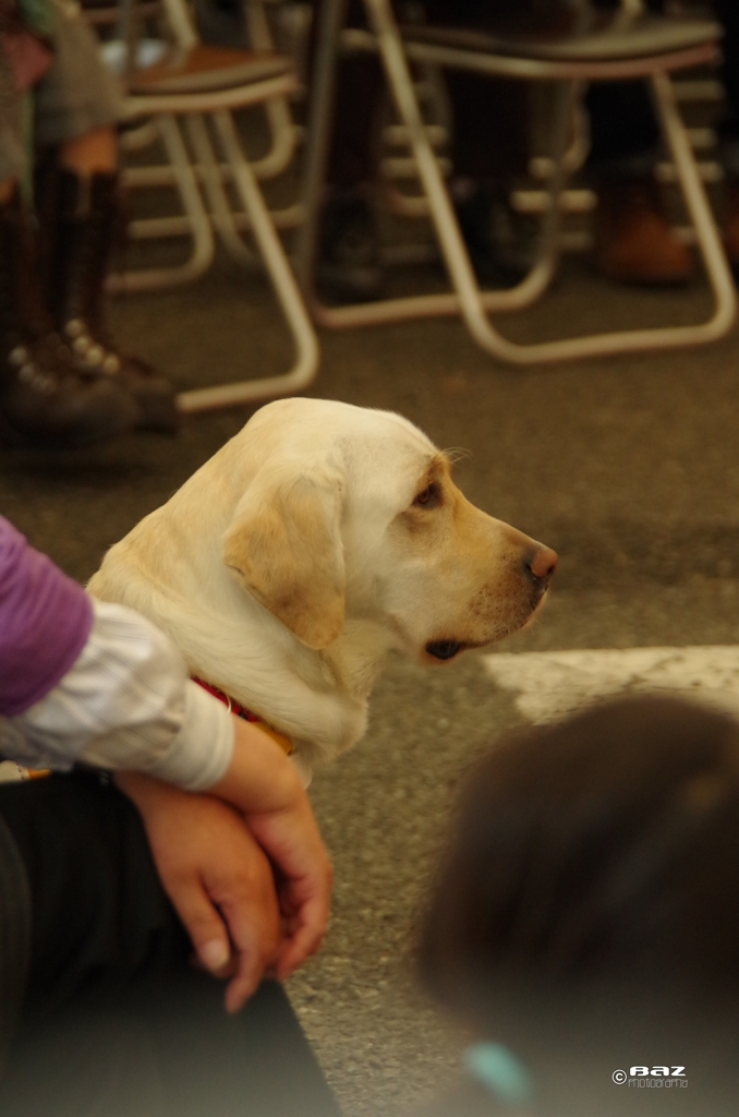 国際盲導犬デーにて