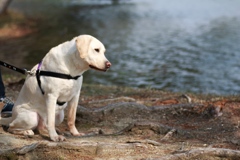ビクター犬