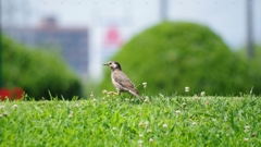 小鳥の散歩