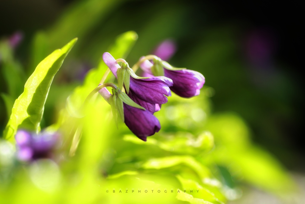 Hope
