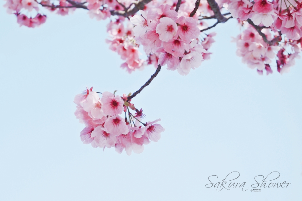 Sakura Shower