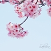 Sakura Shower