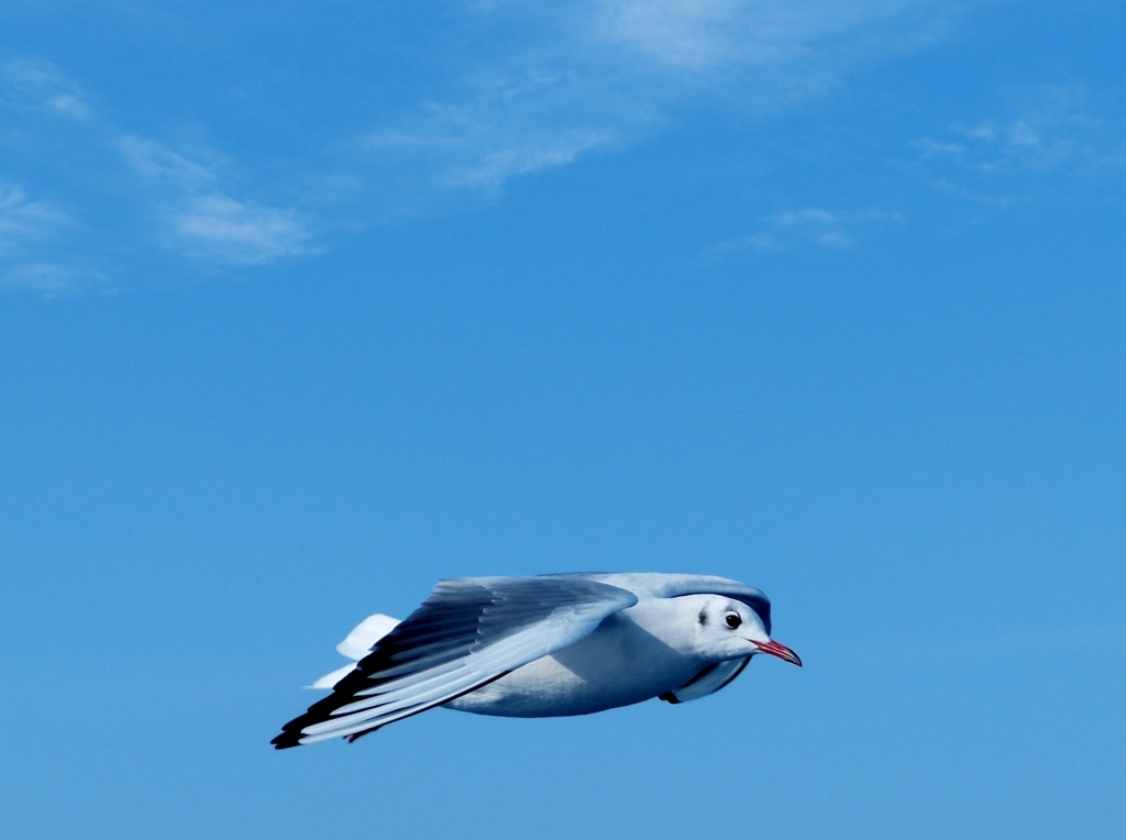 seagull 1
