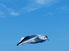 seagull 1