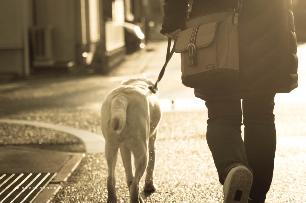 The seeing-eye dog