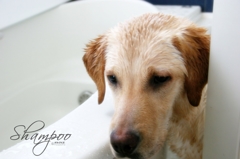 Shampoo