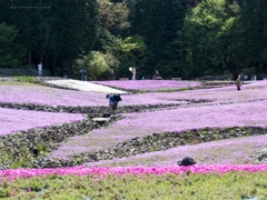 芝桜の危機