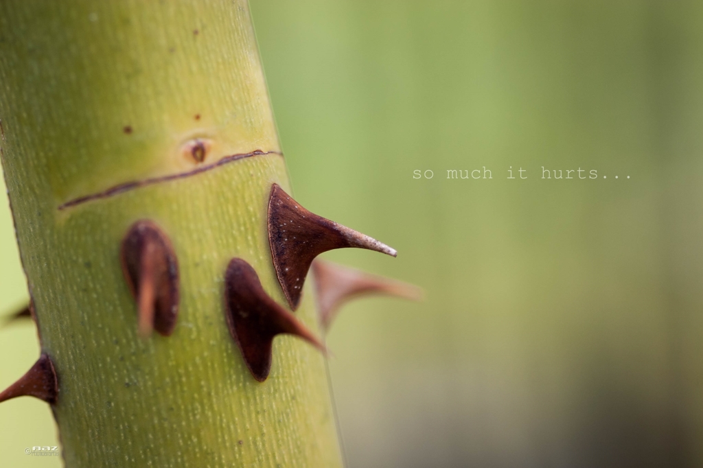 Love has THORNS