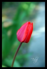 Tulip