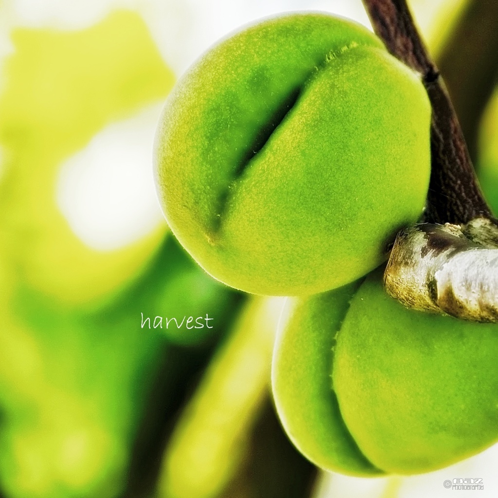 harvest