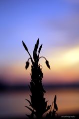 Sunset at Bishamon beach
