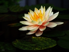 water lily