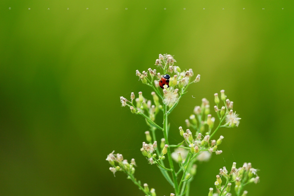 Ladybug