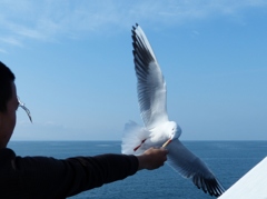 seagull 4