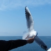 seagull 4
