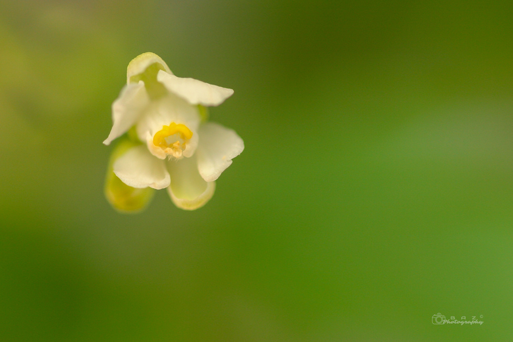 Tiny little flower