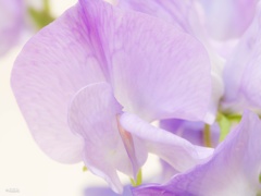 豆の花