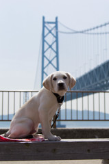 Buddy and The Bridge