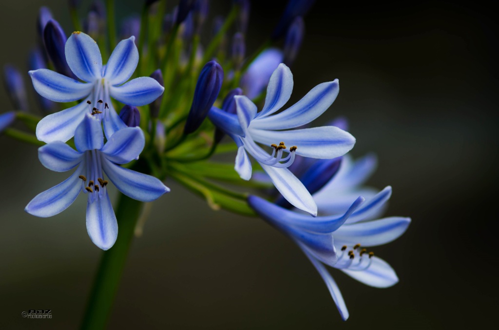 愛の花