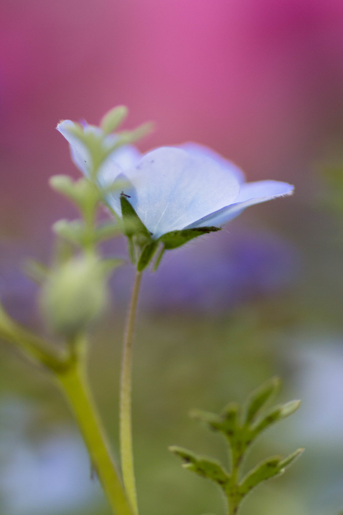 Nemophila