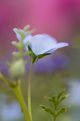 Nemophila