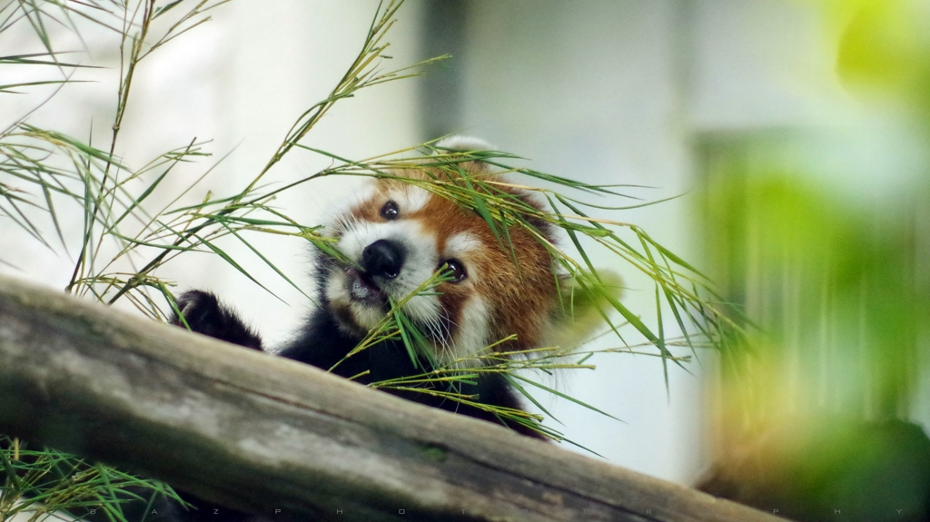 Lesser Panda