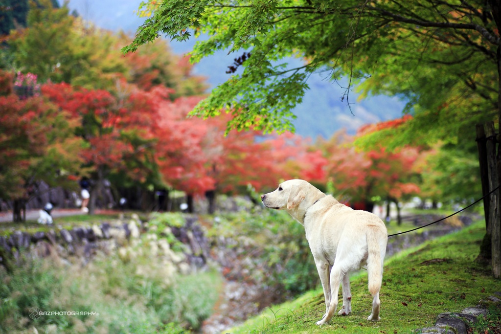 Autumn