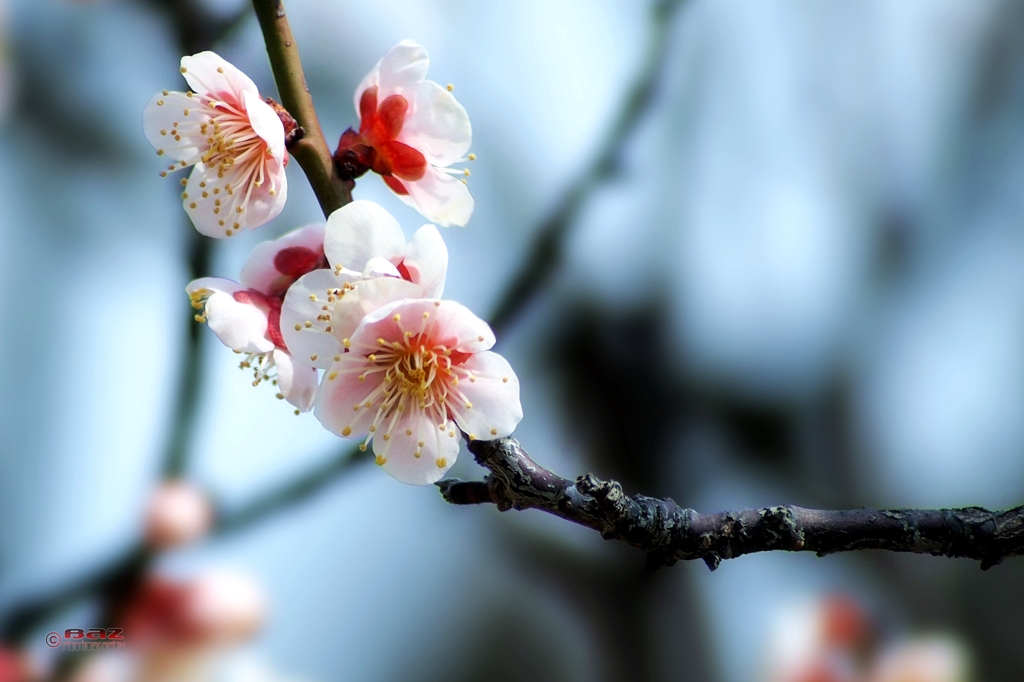 Ume Blossom