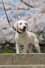 はじめての花見