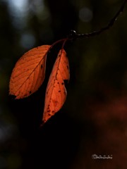 November
