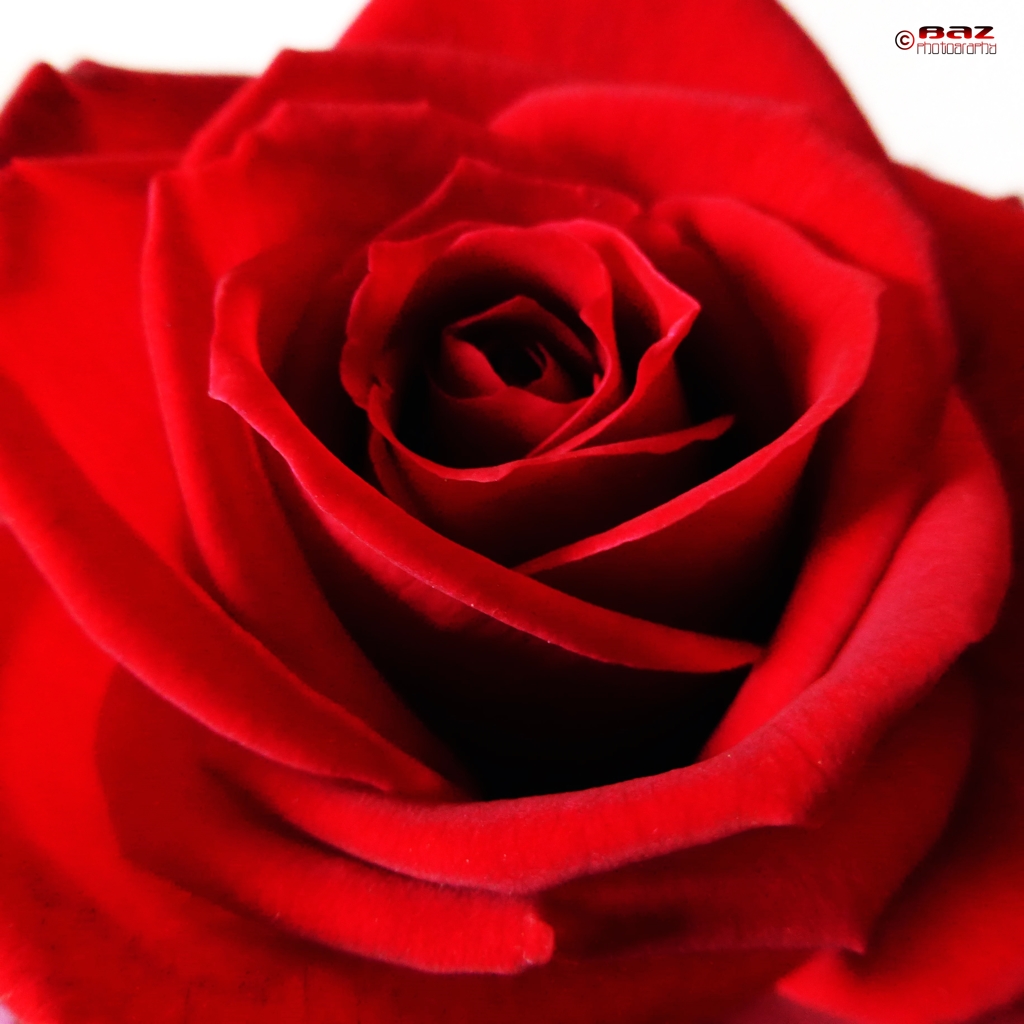 Red Rose