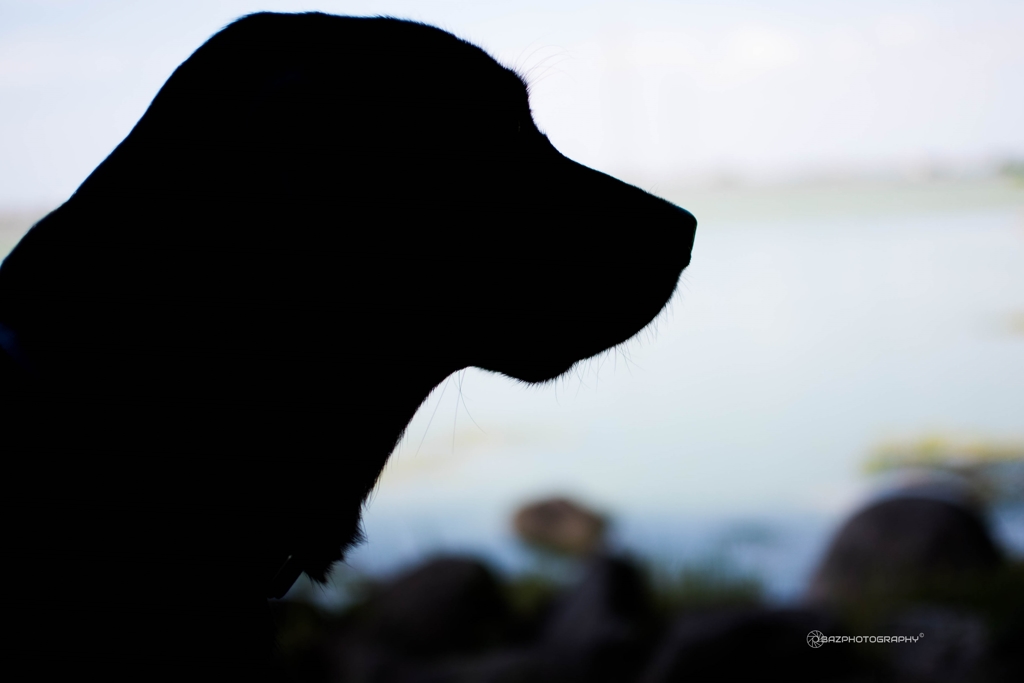 やさしい silhouette